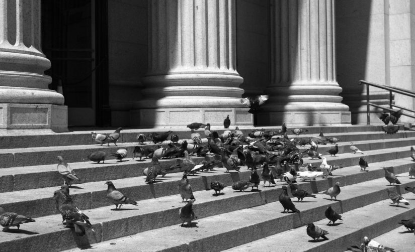 Pigeon and Pillar - High contrast black and white photos